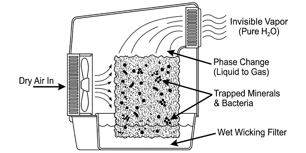 An illustration of an evaporative humidifier. It shows dry air passing through a wet wicking filter, where minerals and bacteria are trapped, releasing only invisible, pure water vapor (gas) into the air.
