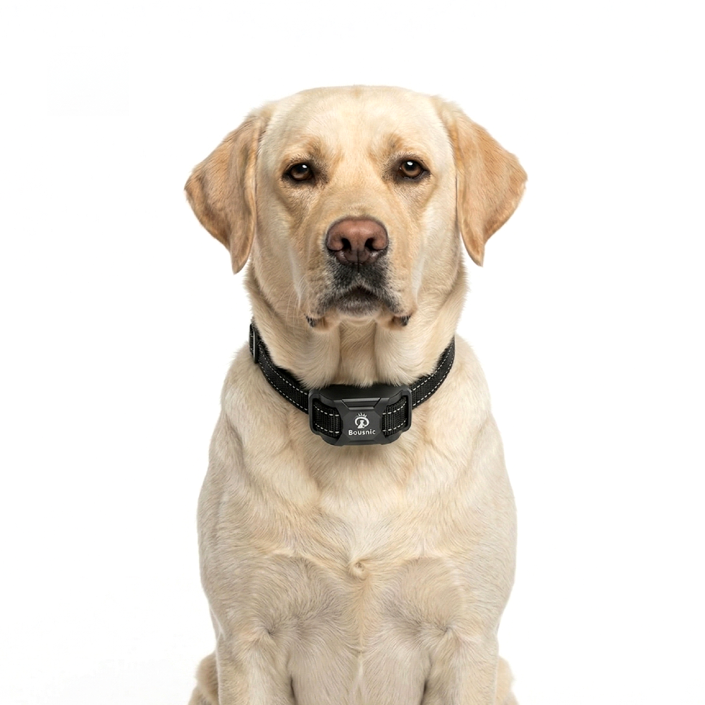 A light-colored Labrador sitting in profile wearing the black Bousnic dog shock collar against a white background.